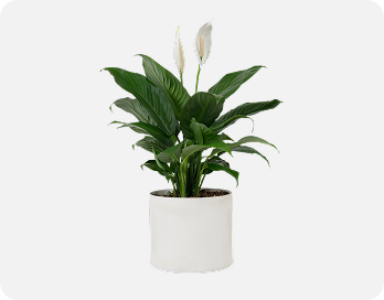 Peace lilly